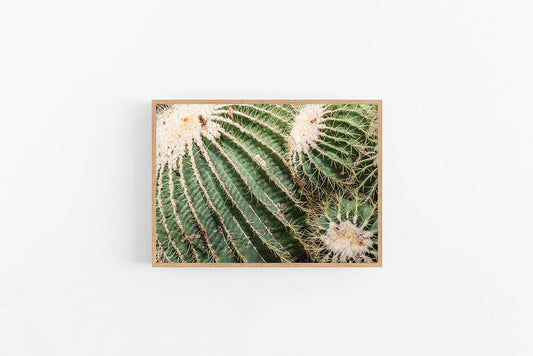 Cactus I | Cactus Poster Art Print | Lynette Cooper Prints and Sketches