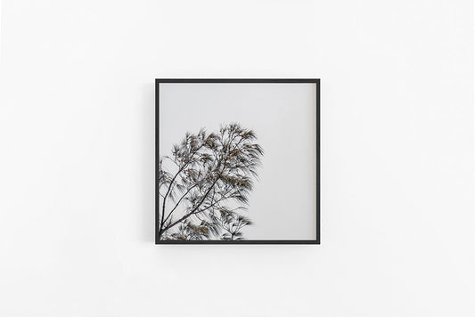 Casuarina | Coastal Casuarina Sheoak Tree Print | Lynette Cooper Prints and Sketches