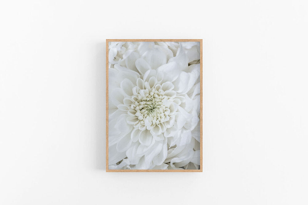 Chrysanthemum I | Floral Fine Art Print - Flower Art Print | Lynette Cooper Prints and Sketches