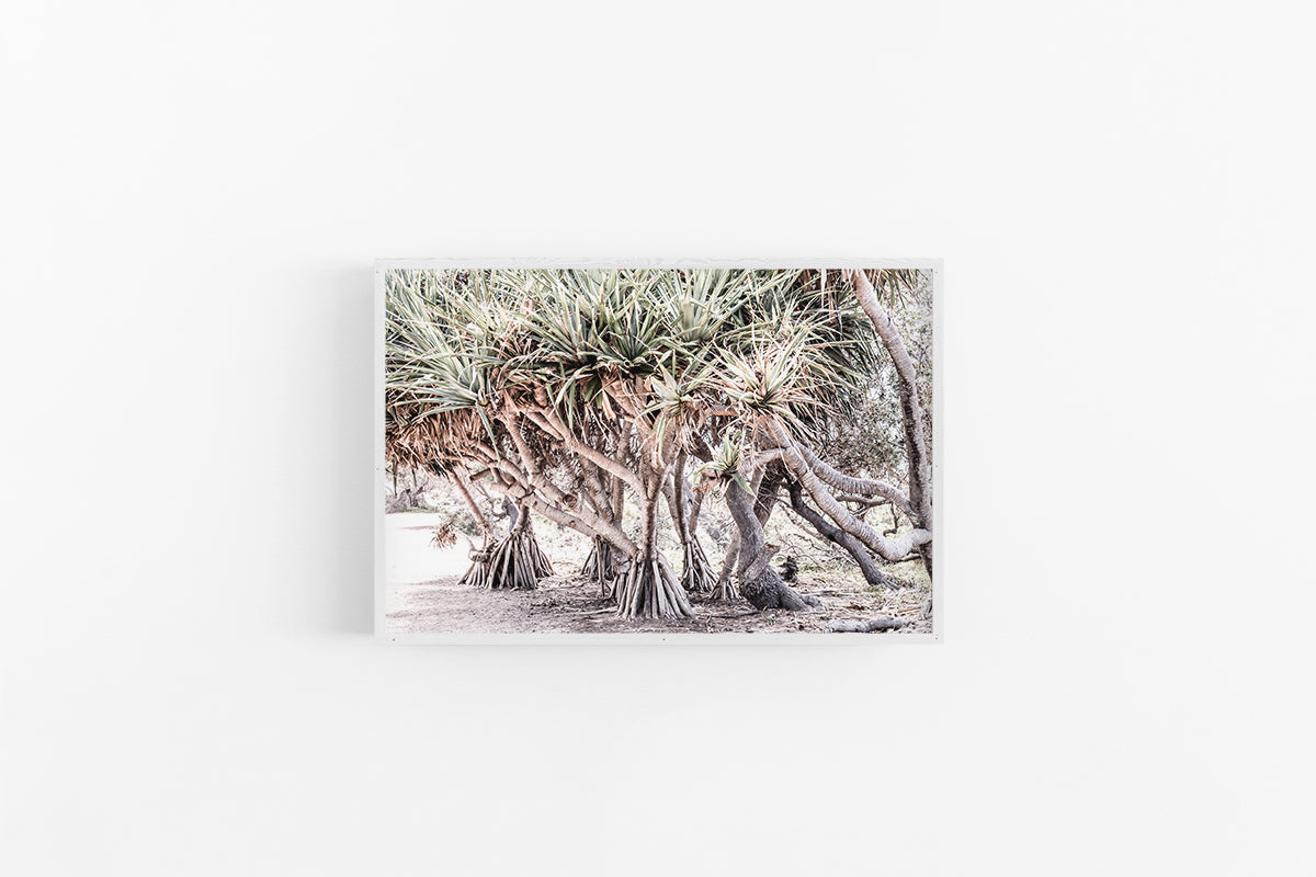 Pandanus Path