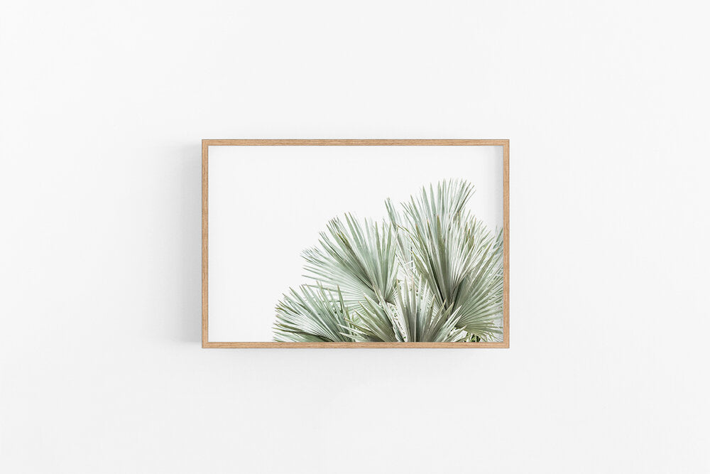 Silver Fan II | Fan Palm Leaves Coastal Wall Art Print | Lynette Cooper Prints and Sketches