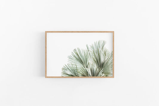 Silver Fan II | Fan Palm Leaves Coastal Wall Art Print | Lynette Cooper Prints and Sketches