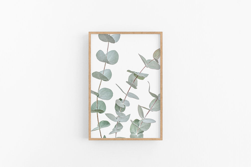 Eucalyptus II