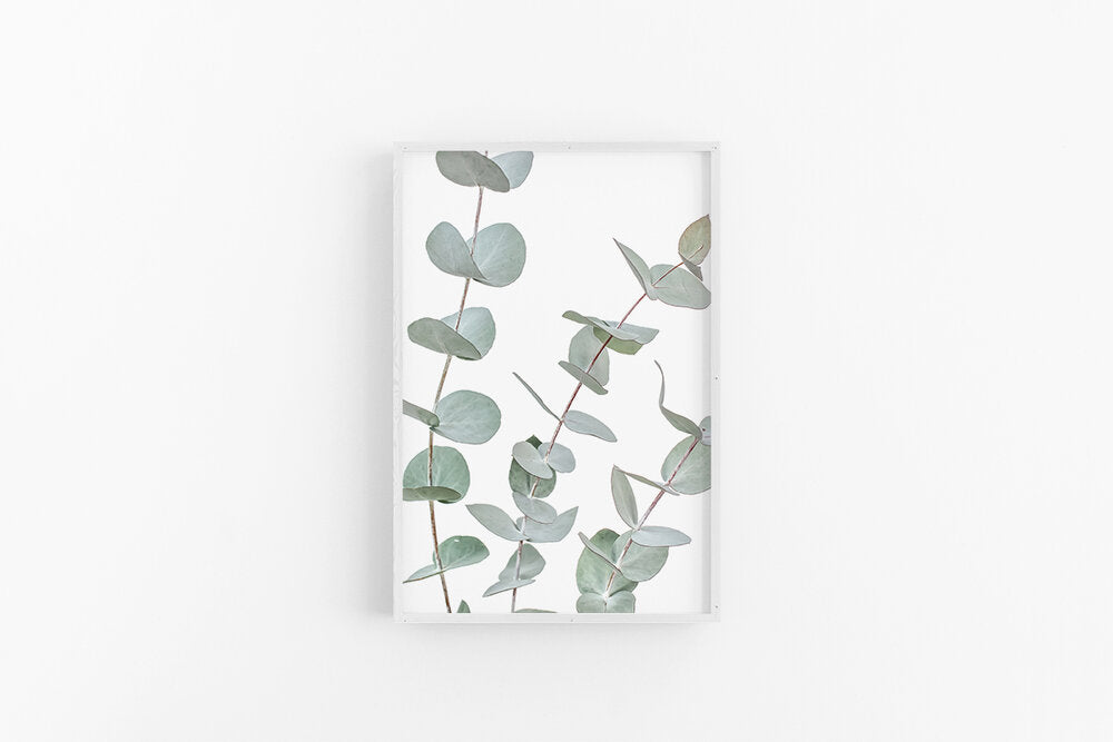 Eucalyptus II