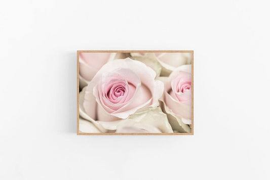 Rose | Classic Rose Photographic Fine Art Print | Lynette Cooper Prints and Sketches