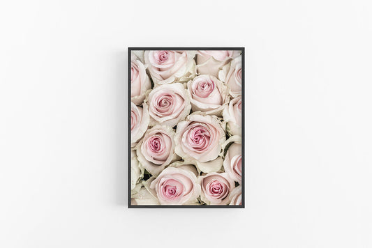 Roses | Roses Floral Fine Art Print | Lynette Cooper Prints and Sketches