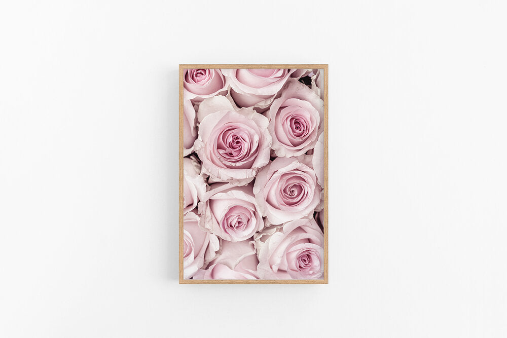 Pink Roses | Roses Flower Fine Art Print | Lynette Cooper Prints and Sketches