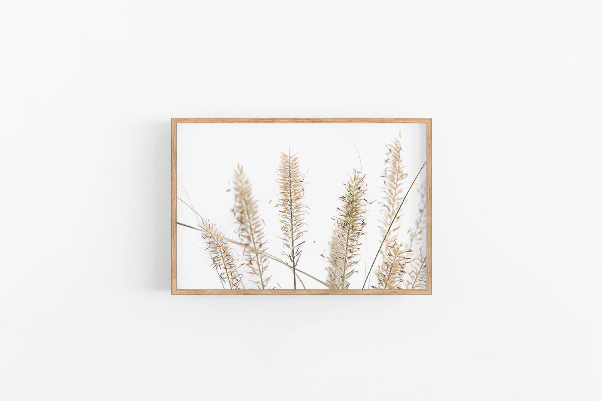 Fountain Grass I | Neutral Grass Photographic Art Print | Lynette Cooper Prints and Sketches