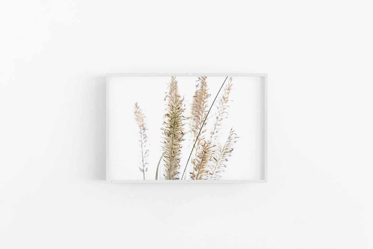 Fountain Grass II