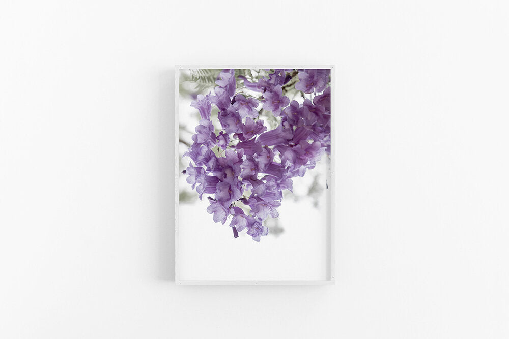 Jacaranda III