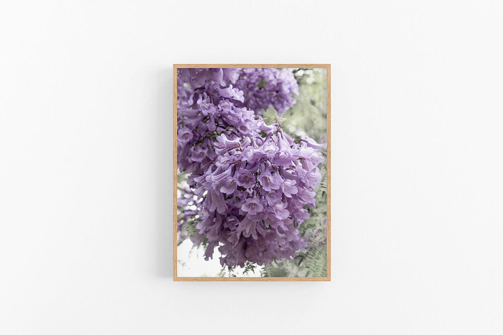 Jacaranda I
