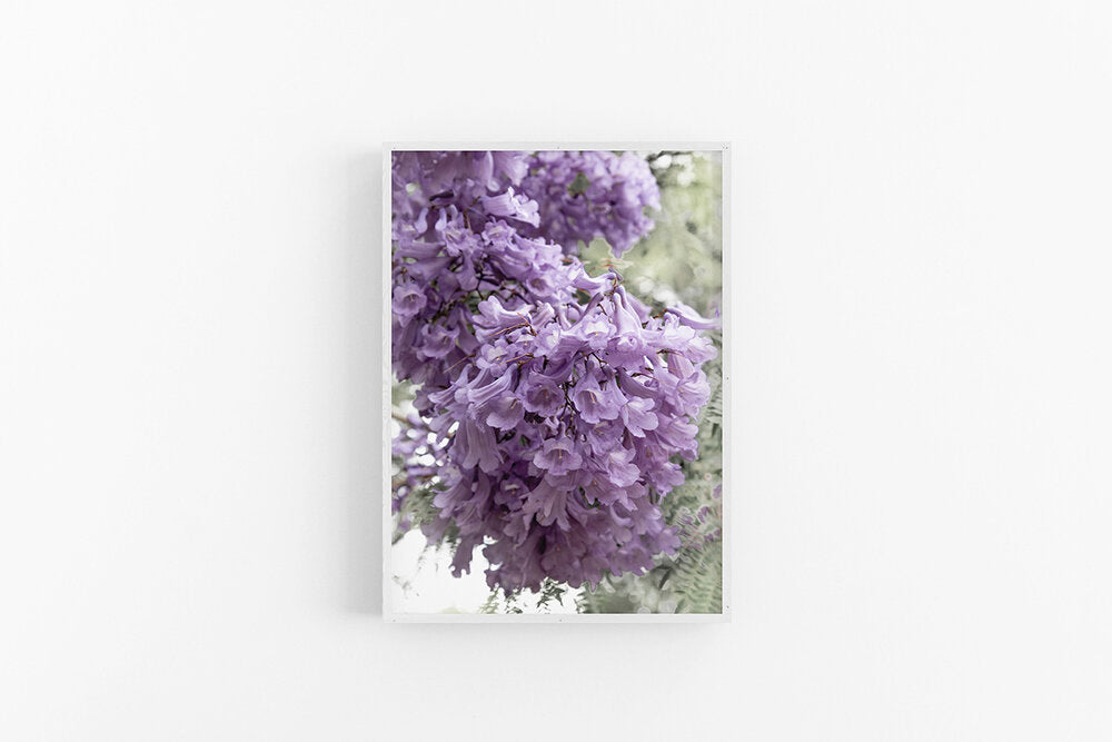 Jacaranda I