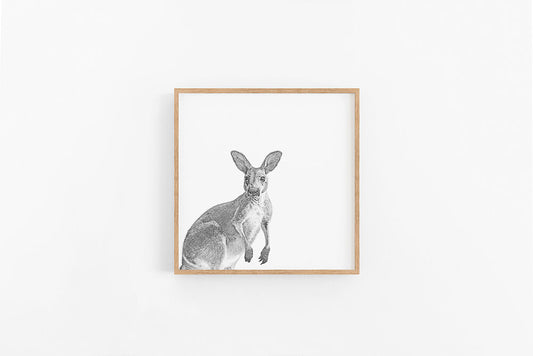 Kangaroo Sketch I