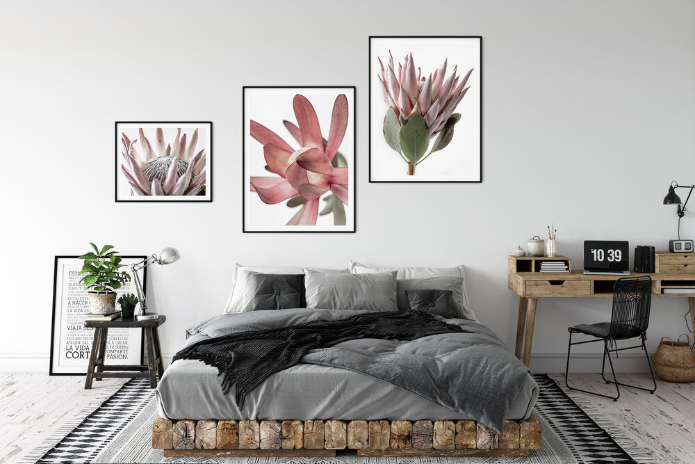 King Protea II