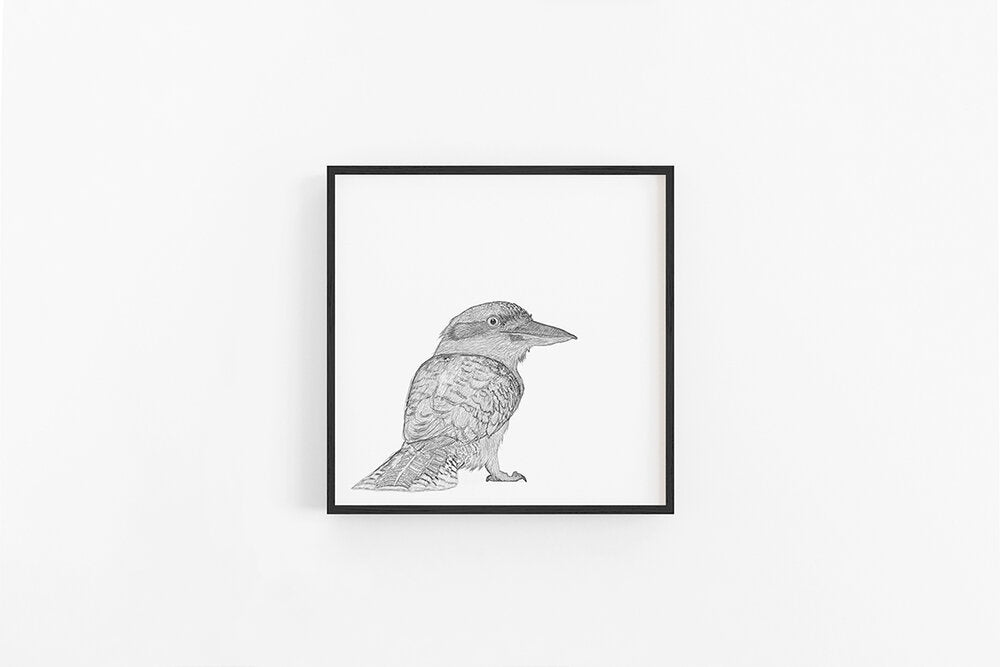 Kookaburra Sketch