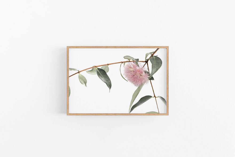 Lilly Pilly I | Australian Native Flower Print Lilly Pilly Print | Lynette Cooper Prints & Sketches