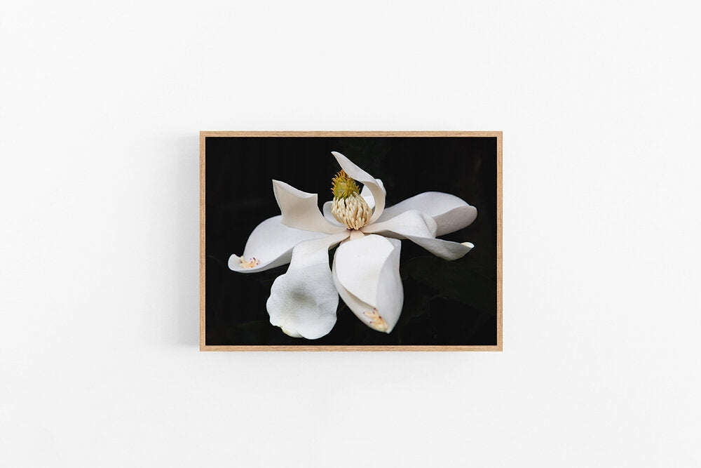 Magnolia II | Black Magnolia Photographic Print  | Lynette Cooper Prints and Sketches