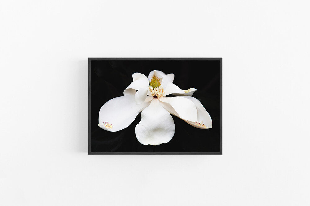 Magnolia I | Modern Floral Fine Art Print - Magnolia Wall Print | Lynette Cooper Prints and Sketches
