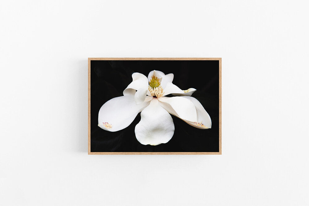 Black Magnolia I