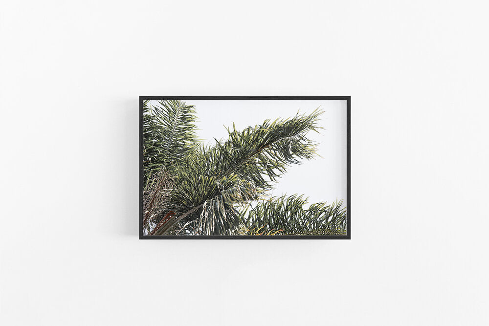 Palm I