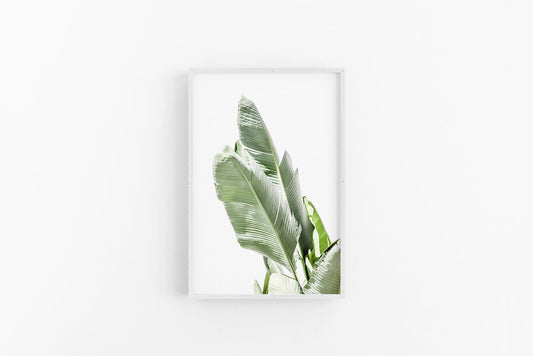 Banana Palm | Coastal Fine Art Wall Print | Lynette Cooper Prints and Sketches