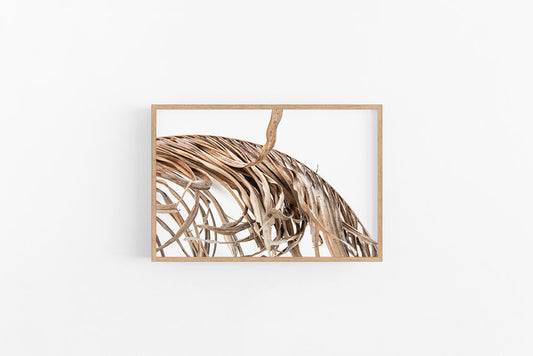 Brown Palm | Coastal Boho Brown Aged Palm Leaf Wall Art Print | Lynette Cooper Prints & Sketches