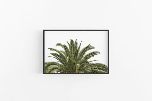 Date Palm | Date Palm Print Wall Art | Lynette Cooper Prints and Sketches