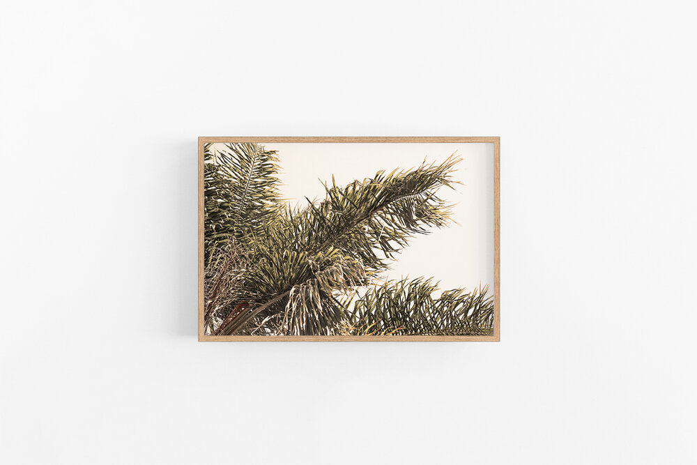 Golden Palm | Coastal Beach Palm Wall Art Print | Lynette Cooper Prints and Sketches
