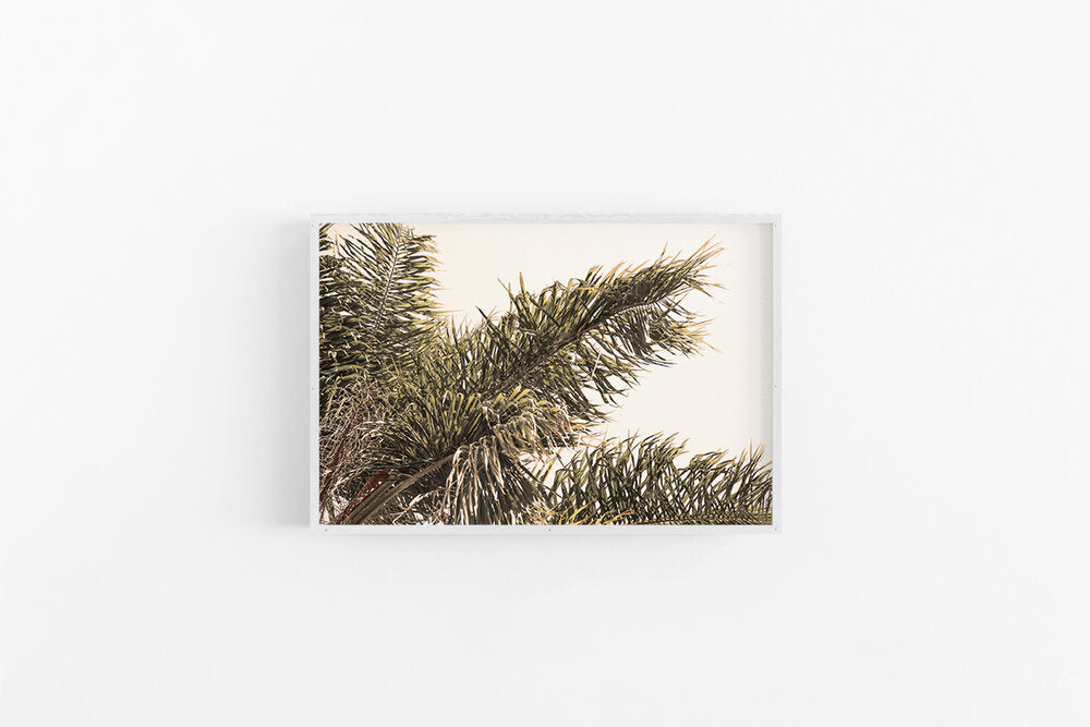 Golden Palm