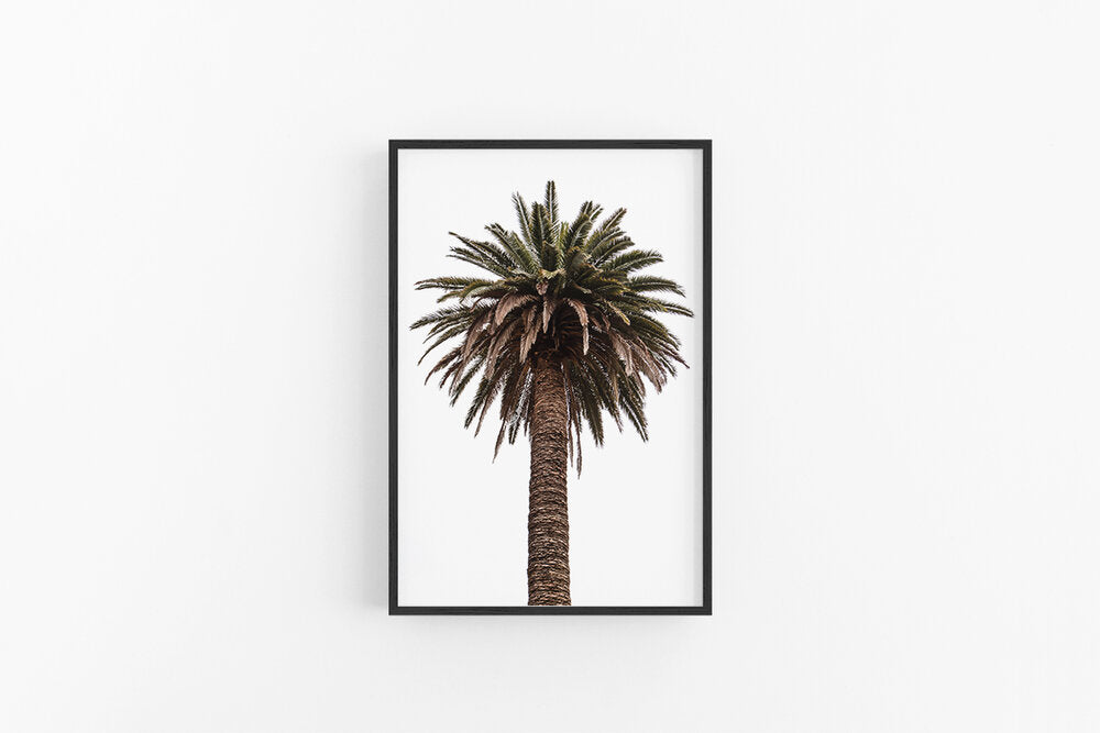 Queens Palm