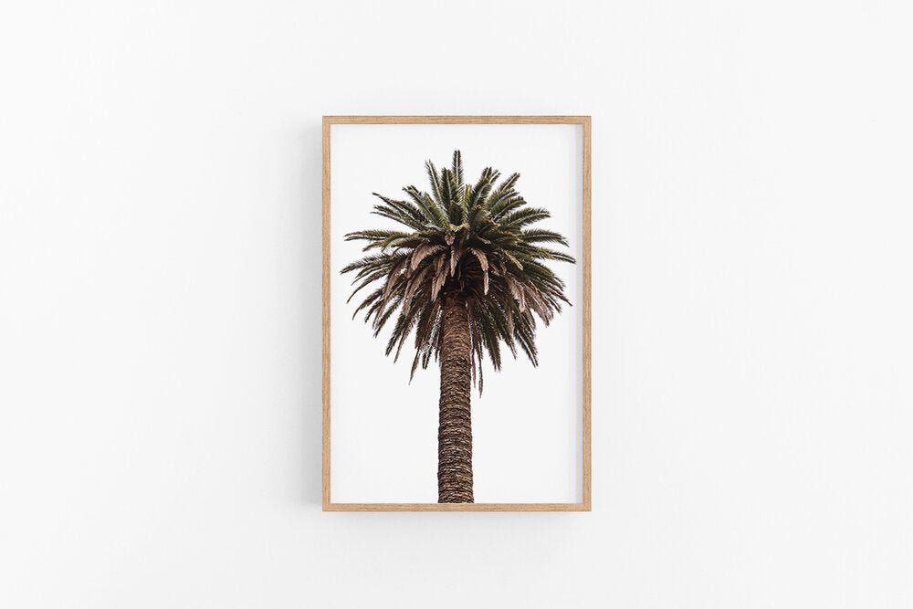 Queens Palm
