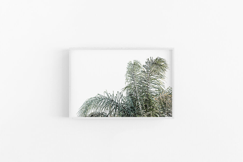 Palm II
