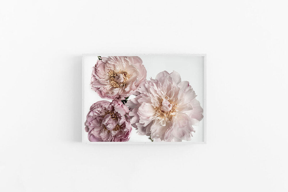 Peonies III