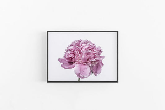 Purple Peony III | Purple Blooming Peony Flower Wall Art Print | Lynette Cooper Prints and Sketches