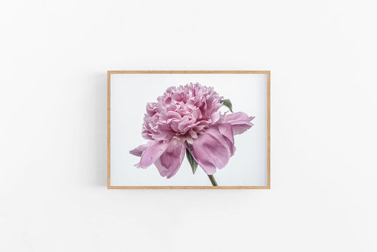 Purple Peony II | Purple Peony Bloom Wall Print | Lynette Cooper Prints and Sketches