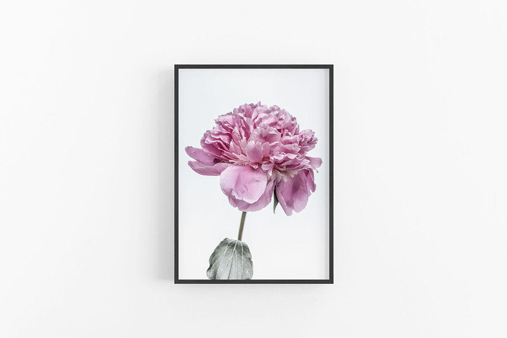 Purple Peony I | Purple Peony Flower Photographic Wall Print | Lynette Cooper Prints and Sketches