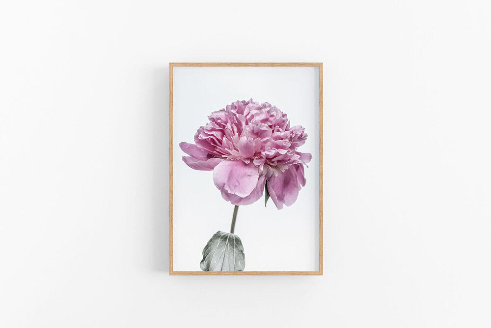 Purple Peony I