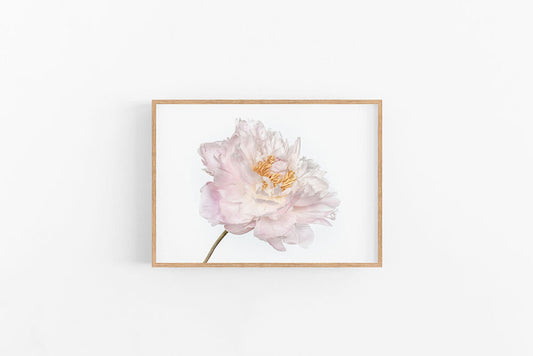White Peony | White Peony Flower Wall Print | Lynette Cooper Prints and Sketches