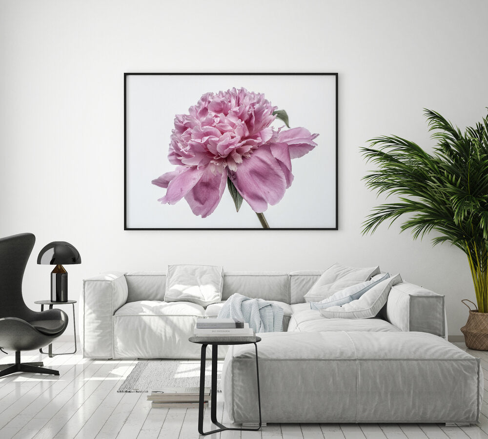 Purple Peony II