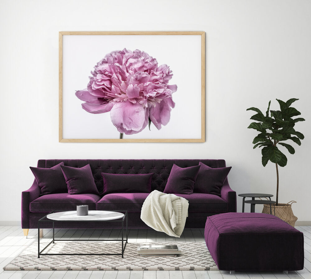 Purple Peony III