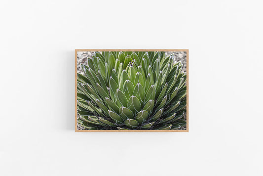Succulent I | Agave Succulent Poster Art Print | Lynette Cooper Prints and Sketches
